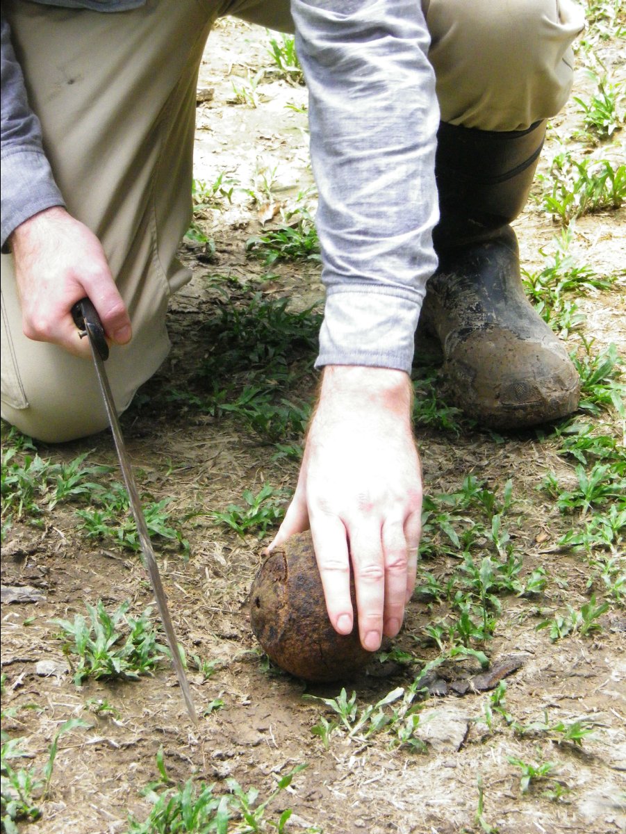 Brazilian Nuts05